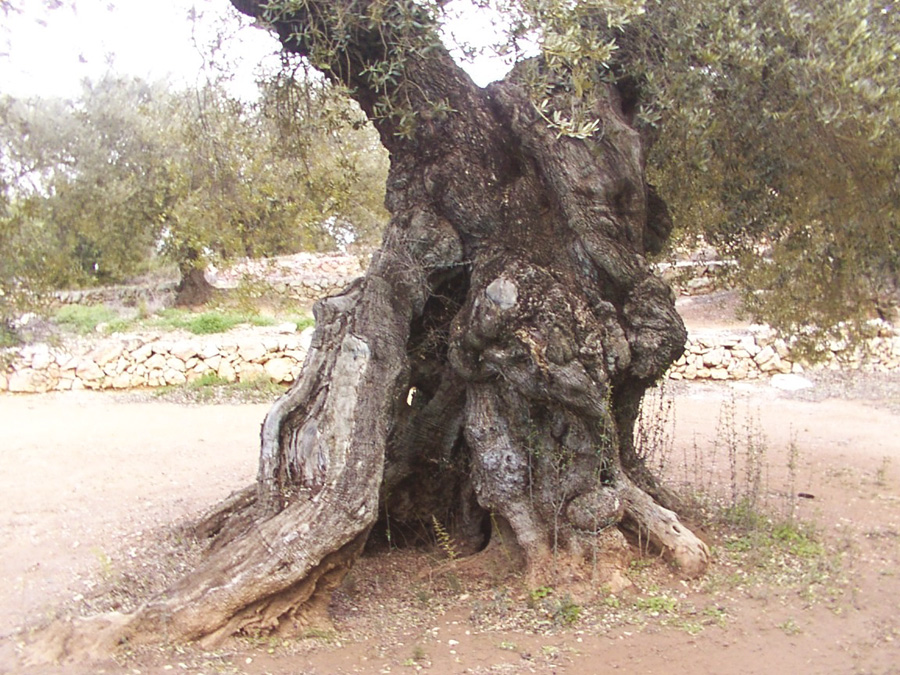 Ulldecona