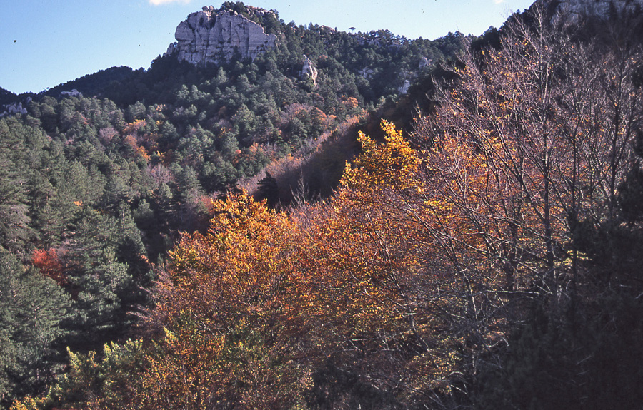 3-fageda-barranc-retaule